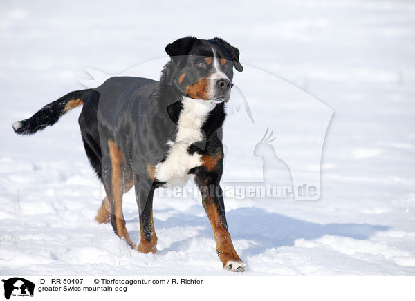 greater Swiss mountain dog / RR-50407