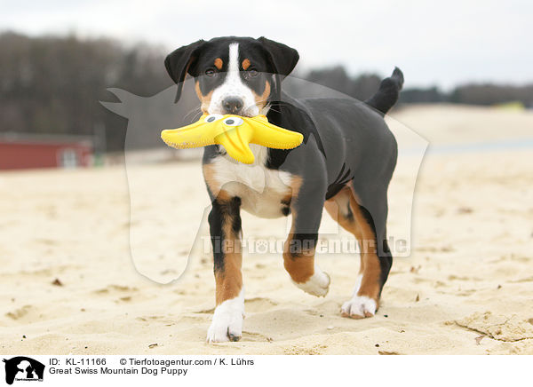 Groer Schweizer Sennenhund Welpe / Great Swiss Mountain Dog Puppy / KL-11166