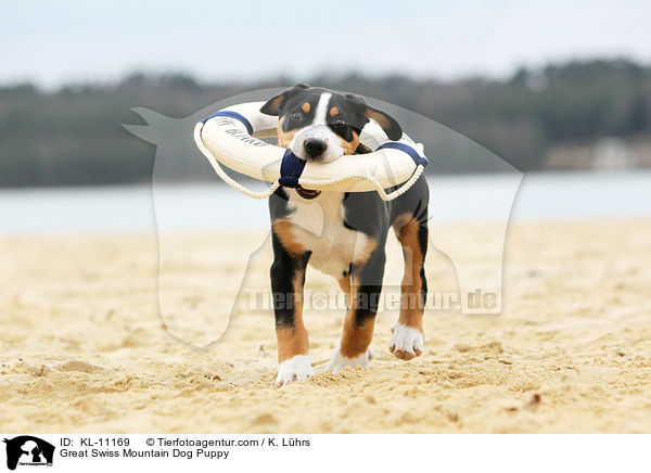 Groer Schweizer Sennenhund Welpe / Great Swiss Mountain Dog Puppy / KL-11169