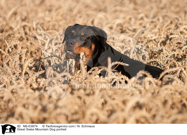 Groer Schweizer Sennenhund Portrait / Great Swiss Mountain Dog portrait / NS-03874