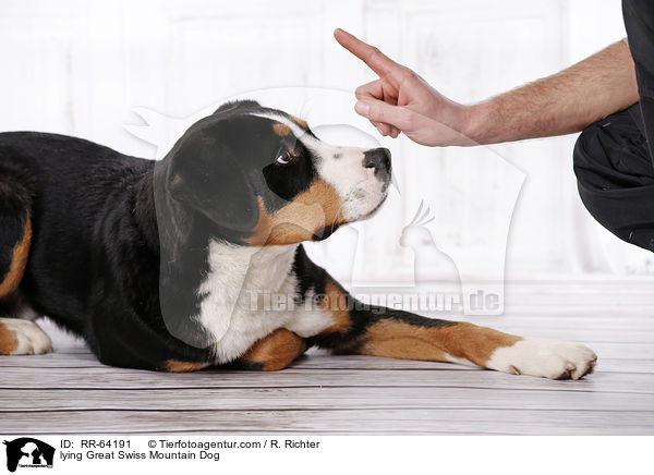 liegender Groer Schweizer Sennenhund / lying Great Swiss Mountain Dog / RR-64191