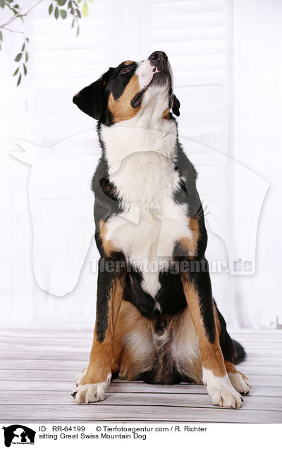 sitzender Groer Schweizer Sennenhund / sitting Great Swiss Mountain Dog / RR-64199