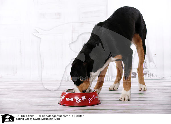 fressender Groer Schweizer Sennenhund / eating Great Swiss Mountain Dog / RR-64204