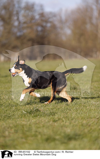 rennender Groer Schweizer Sennenhund / running Greater Swiss Mountain Dog / RR-65192