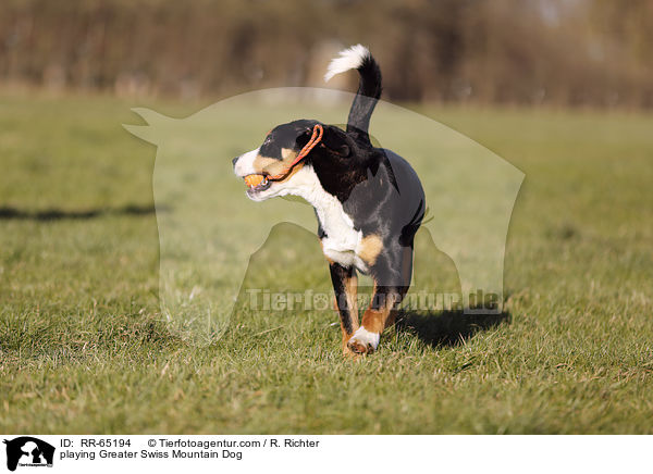 spielender Groer Schweizer Sennenhund / playing Greater Swiss Mountain Dog / RR-65194