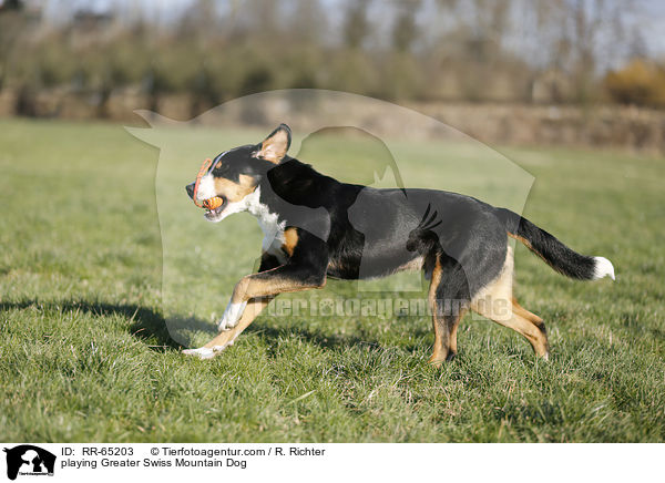 spielender Groer Schweizer Sennenhund / playing Greater Swiss Mountain Dog / RR-65203