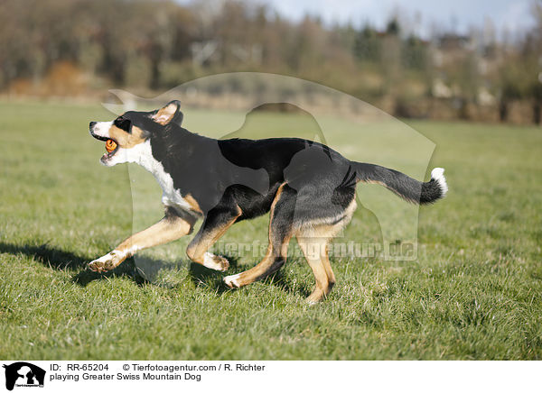 spielender Groer Schweizer Sennenhund / playing Greater Swiss Mountain Dog / RR-65204