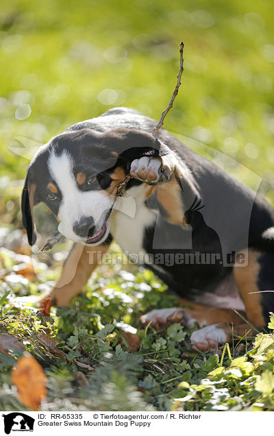 Greater Swiss Mountain Dog Puppy / RR-65335