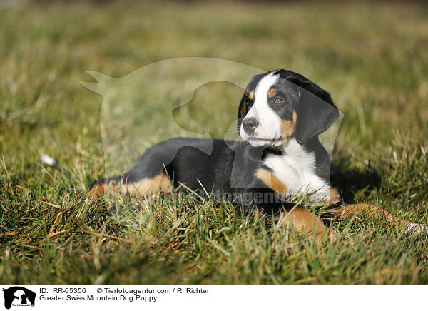 Greater Swiss Mountain Dog Puppy / RR-65356