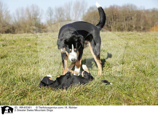 2 Greater Swiss Mountain Dogs / RR-65361
