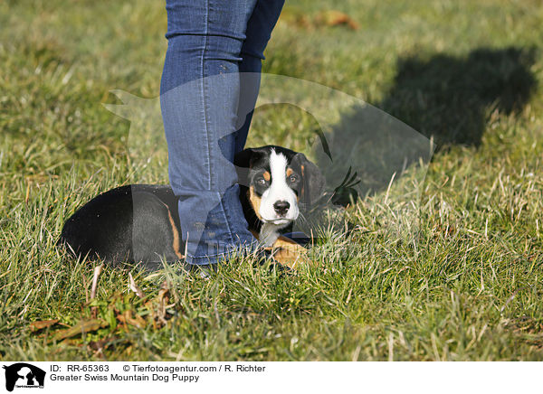 Greater Swiss Mountain Dog Puppy / RR-65363