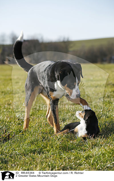 2 Greater Swiss Mountain Dogs / RR-65364