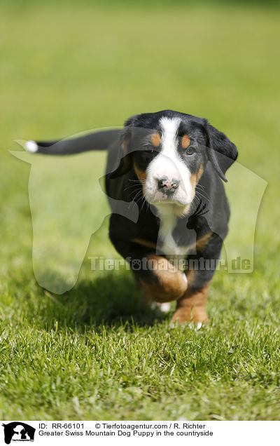 Greater Swiss Mountain Dog Puppy in the countryside / RR-66101