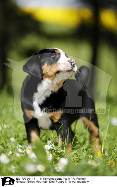 Greater Swiss Mountain Dog Puppy in flower meadow / RR-66117