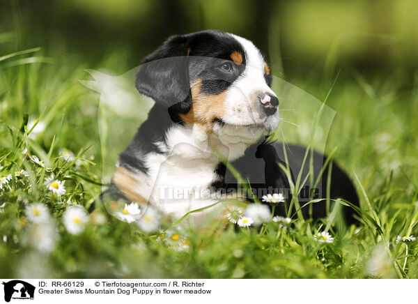 Greater Swiss Mountain Dog Puppy in flower meadow / RR-66129