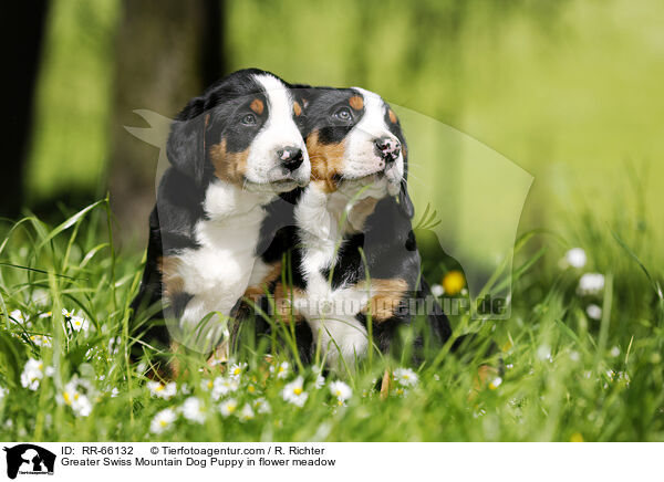 Greater Swiss Mountain Dog Puppy in flower meadow / RR-66132