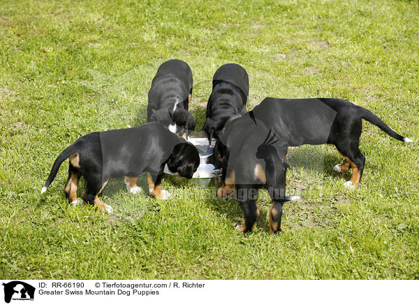 Groe Schweizer Sennenhund Welpen / Greater Swiss Mountain Dog Puppies / RR-66190