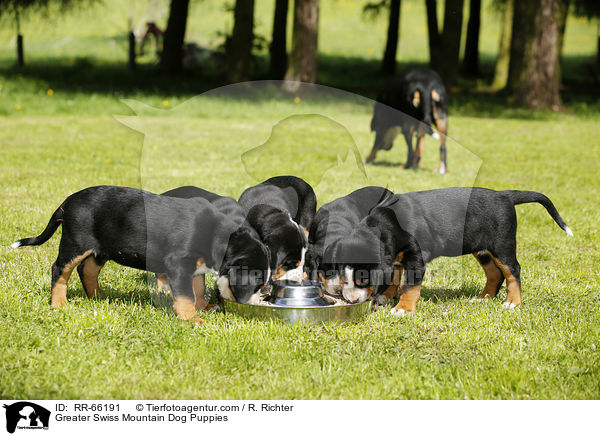 Groe Schweizer Sennenhund Welpen / Greater Swiss Mountain Dog Puppies / RR-66191