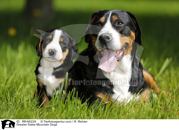 Greater Swiss Mountain Dogs / RR-66229