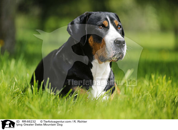 lying Greater Swiss Mountain Dog / RR-66232