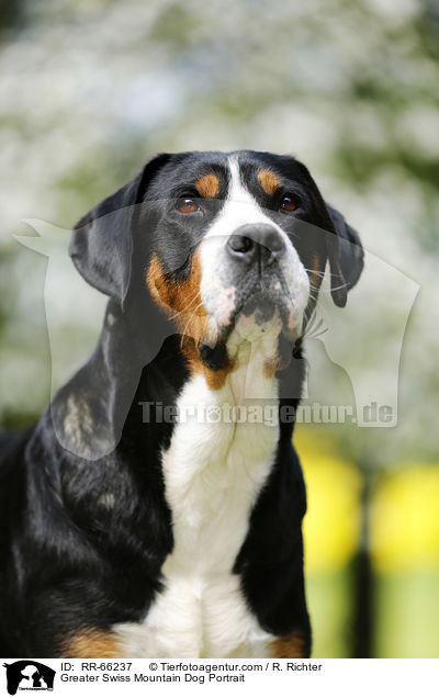 Greater Swiss Mountain Dog Portrait / RR-66237