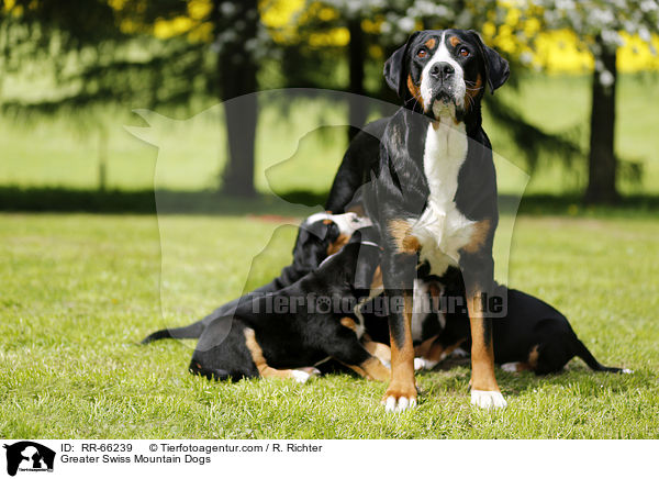 Greater Swiss Mountain Dogs / RR-66239