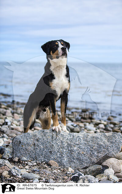 Great Swiss Mountain Dog / RR-67675