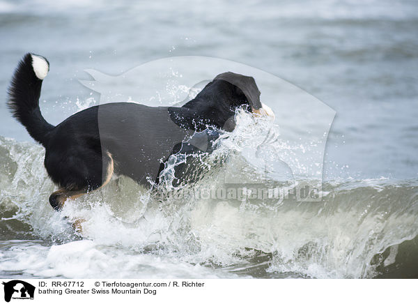 badender Groer Schweizer Sennenhund / bathing Greater Swiss Mountain Dog / RR-67712