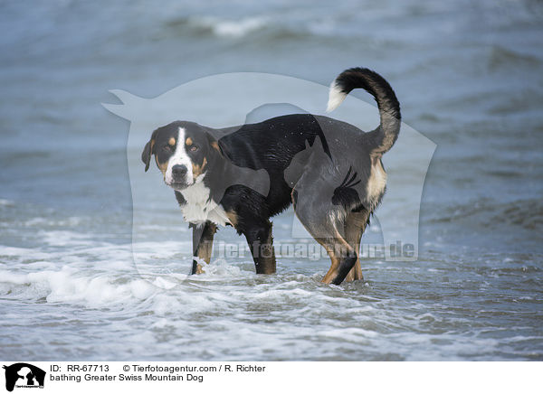 badender Groer Schweizer Sennenhund / bathing Greater Swiss Mountain Dog / RR-67713