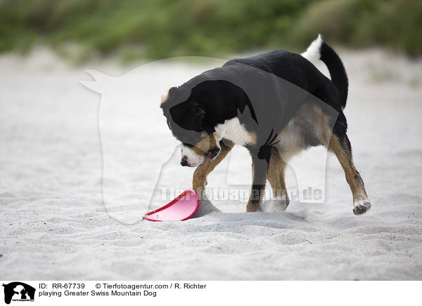playing Greater Swiss Mountain Dog / RR-67739