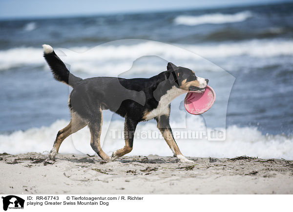 playing Greater Swiss Mountain Dog / RR-67743