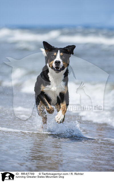 running Greater Swiss Mountain Dog / RR-67789