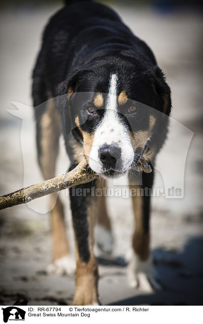 Great Swiss Mountain Dog / RR-67794