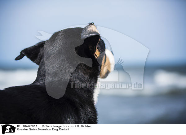 Greater Swiss Mountain Dog Portrait / RR-67811