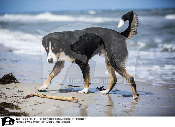Great Swiss Mountain Dog at the beach / RR-67814