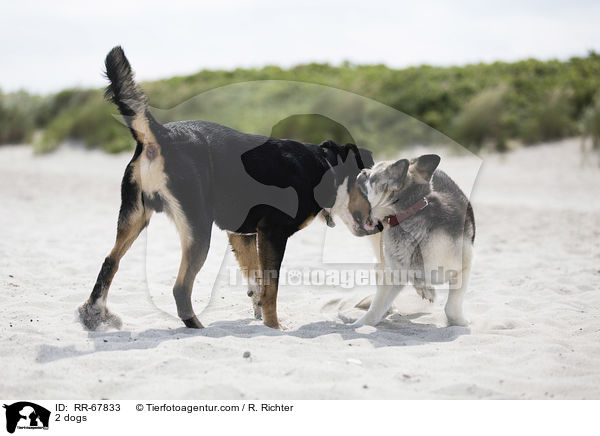 2 Hunde / 2 dogs / RR-67833