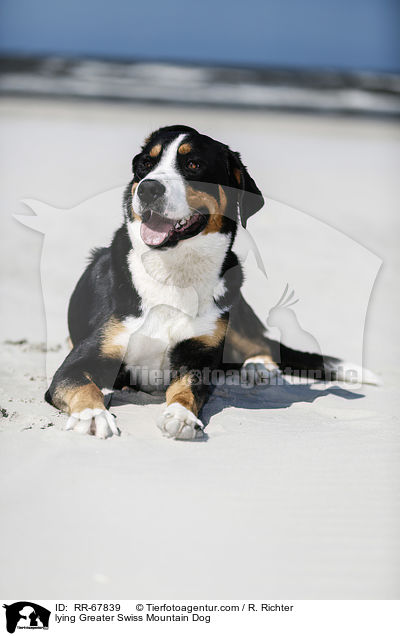 lying Greater Swiss Mountain Dog / RR-67839