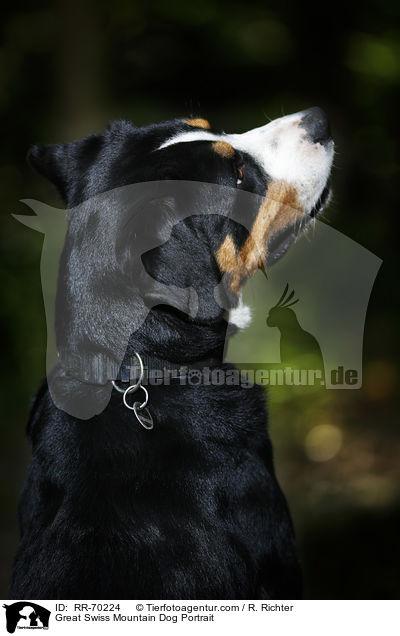 Great Swiss Mountain Dog Portrait / RR-70224