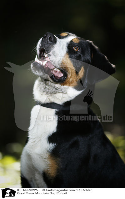 Great Swiss Mountain Dog Portrait / RR-70225