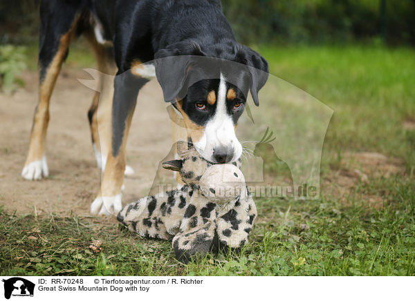 Great Swiss Mountain Dog with toy / RR-70248