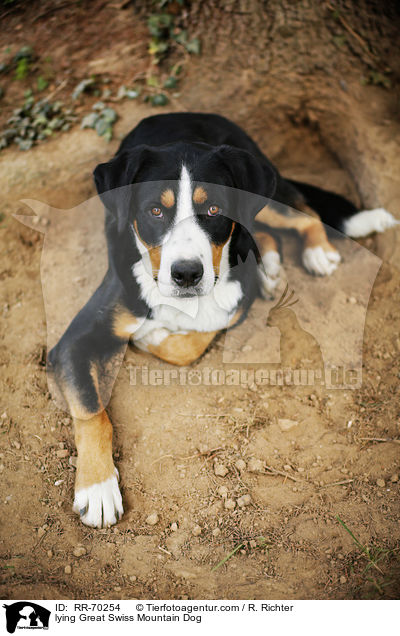 lying Great Swiss Mountain Dog / RR-70254