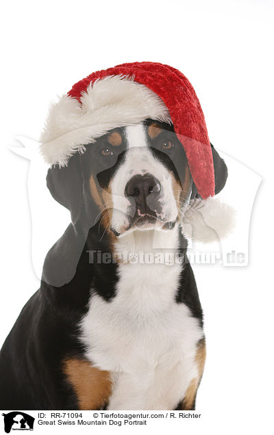Groer Schweizer Sennenhund Portrait / Great Swiss Mountain Dog Portrait / RR-71094
