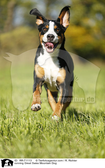 running Great Swiss Mountain Dog / RR-71113