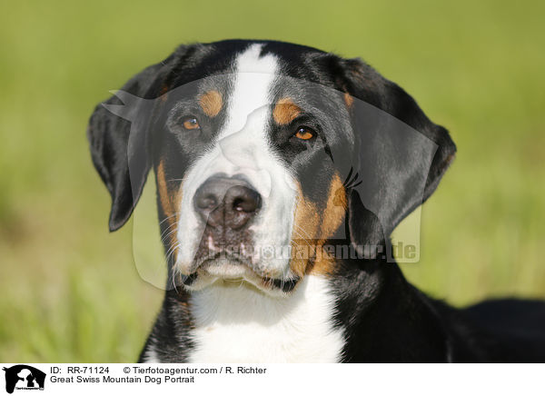 Great Swiss Mountain Dog Portrait / RR-71124