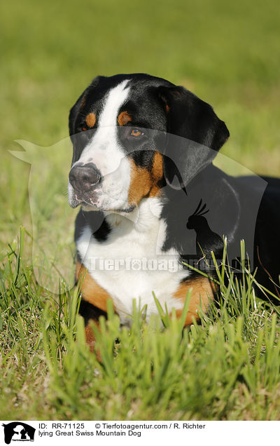 liegender Groer Schweizer Sennenhund / lying Great Swiss Mountain Dog / RR-71125
