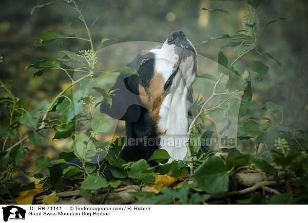 Groer Schweizer Sennenhund Portrait / Great Swiss Mountain Dog Portrait / RR-71141