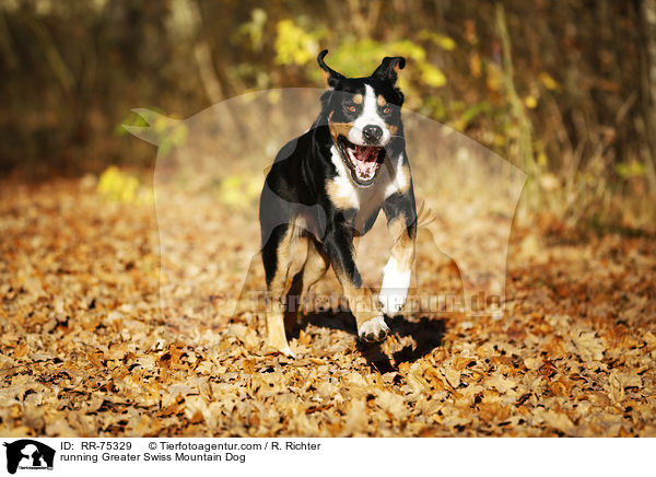 running Greater Swiss Mountain Dog / RR-75329