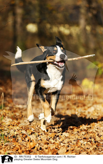 playing Greater Swiss Mountain Dog / RR-75352