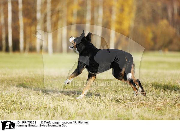 running Greater Swiss Mountain Dog / RR-75398