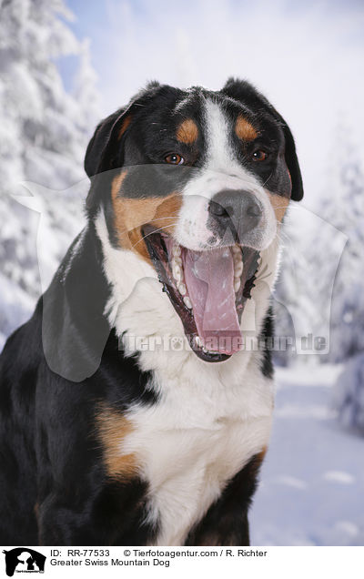 Greater Swiss Mountain Dog / RR-77533